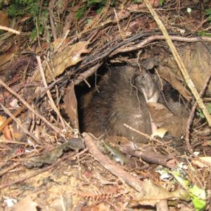 w-Nick’s nest