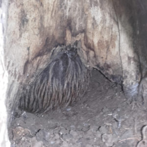 w-20.04-kiwi at ODy’s