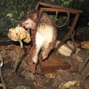 w-Stoat in a Fenn