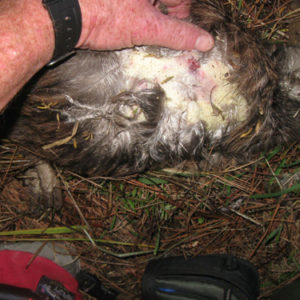 w-Ngaehe dog kill