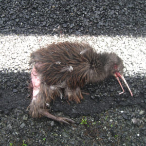 w- road kill kiwi