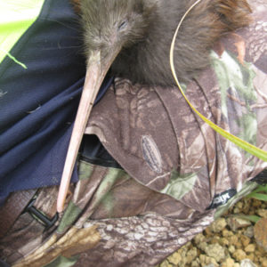 w-Beach Girl aug 2020 (2)