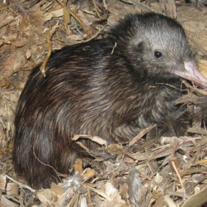 w-Wally’s chick