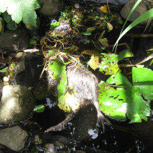 w.21-Drown kiwi McLeod bay