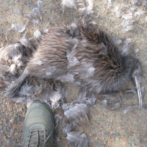 w-21-04-Rarangi Heights Dead Male kiwi