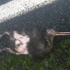 w-21.05.28-road kill#2