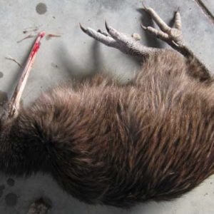 w-21.10.30-Road Kill