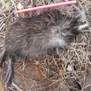 w-LC2103-Nanakia’s 2nd chick