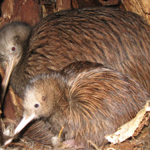 w-21-Chookie 2nd chick