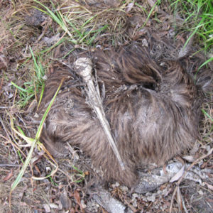 w-21.Basil road dead kiwi