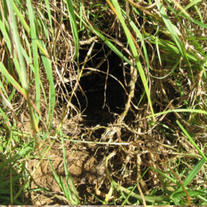 w-22.01-LC2108-2-burrow