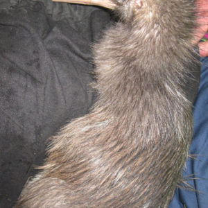 w-White legs_bird