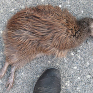 w-22-july-road kill