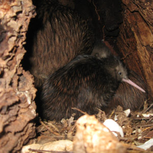 w-22.12.Chookie&2chicks