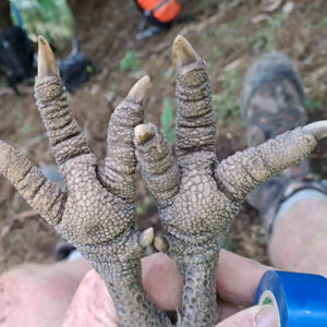 w-23-4-Gnarly feet very old kiwi