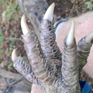 w-23-4-Gnarly feet very old kiwi#2