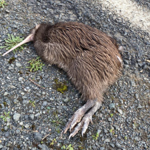 w- 23-7-Road kill