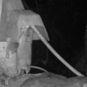 w-2-09-Rat eating bait