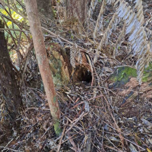 w- 23-09-Murdochs nest