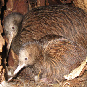 w-23-11 Chookie+2chick
