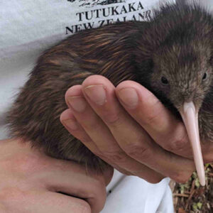 w-23-Chookies Chick