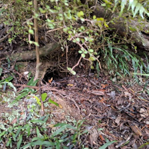 w-23-Chookies Nest