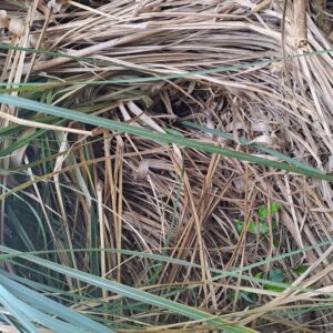 Waewae nest oct 2023 rs