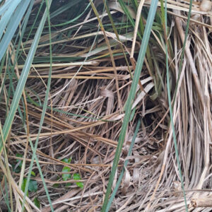 w-2023-October Nest
