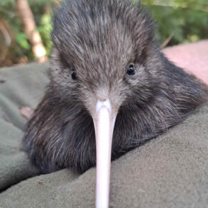 w-24-10-Murdochs 2nd chick