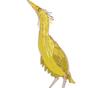 w-HH-Bittern #1