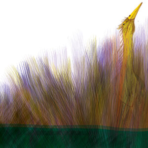 w-Bittern in Reeds
