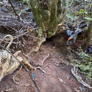 w-24-May-Rua’s burrow