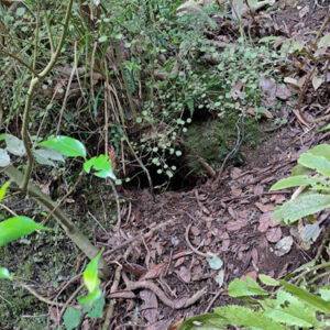 w-24-May-Tahi’s burrow