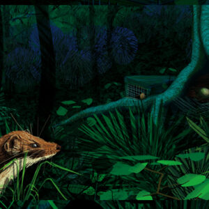 w-Stoat +trap-illustration