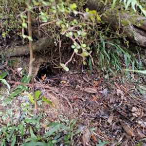 w-Chookies nest -Dec-2023