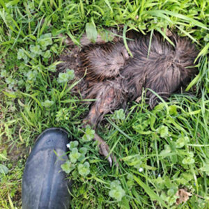 w-Adult kiwi -long dead#