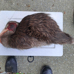 w-Road kill August 10 24