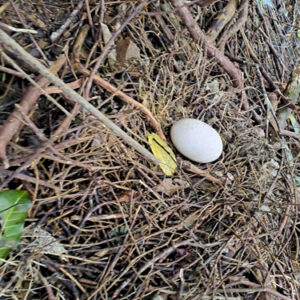 w- Rua’s dud egg
