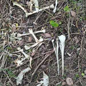 w-Addult femails skeleton