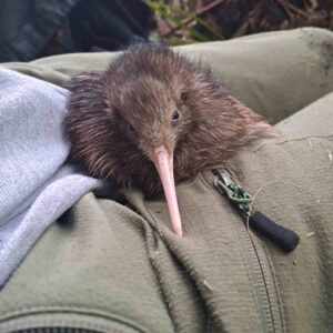 w-Chookie’s Chick