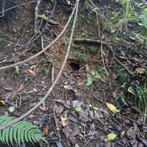Macio’s nest july 2025 (3)rs