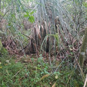 Wally’s nest july 2025 (1)rs
